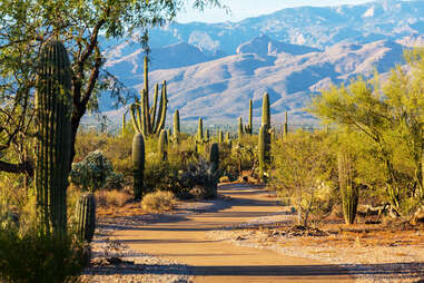 Saguaro National Park