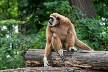 The Maryland Zoo in Baltimore