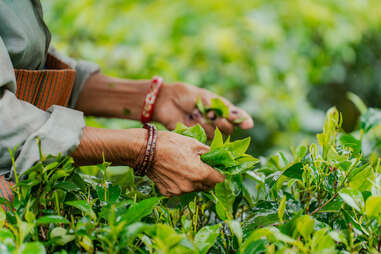 close up of hands picking tea leaves