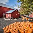 The Most Charming Pumpkin Patches Within Driving Distance of Chicago