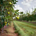 Edwards Apple Orchard