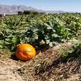 Gilcrease Orchard pumpkins